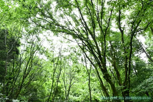 oiso
