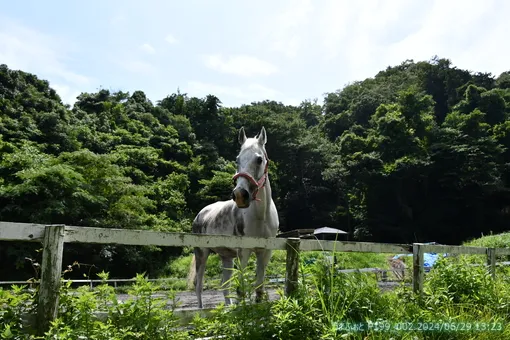 oiso