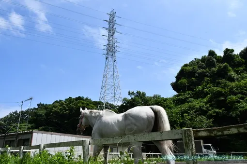 oiso
