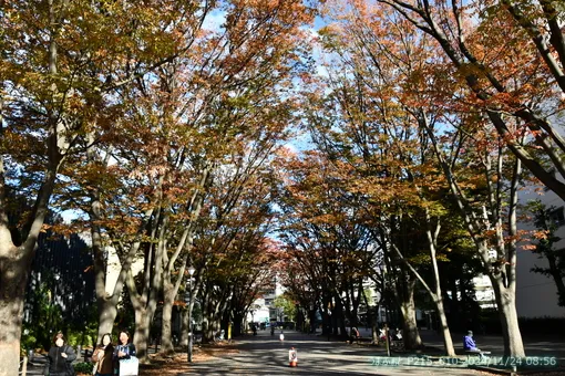 oiso