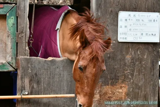 oiso