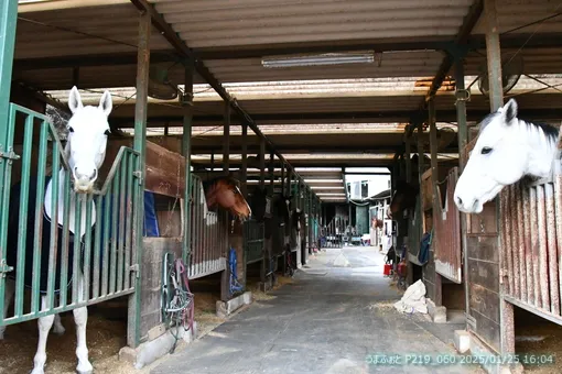 oiso