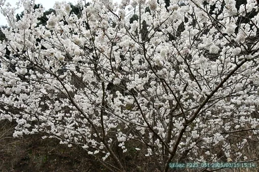 oiso