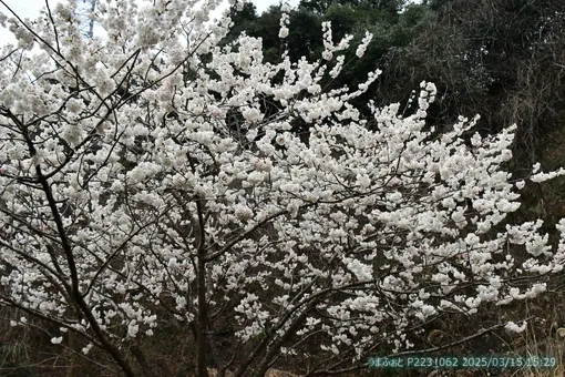 oiso