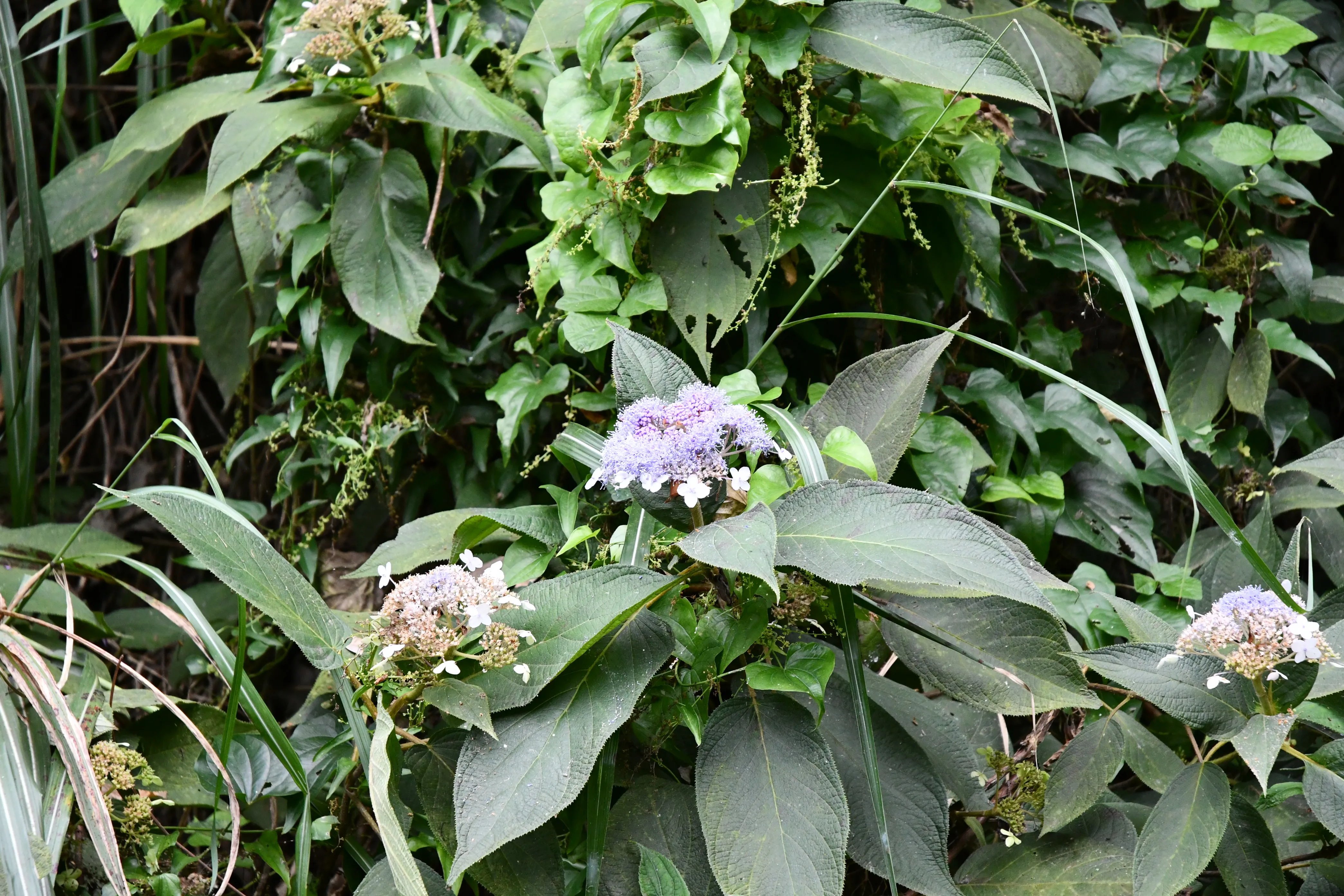 oiso