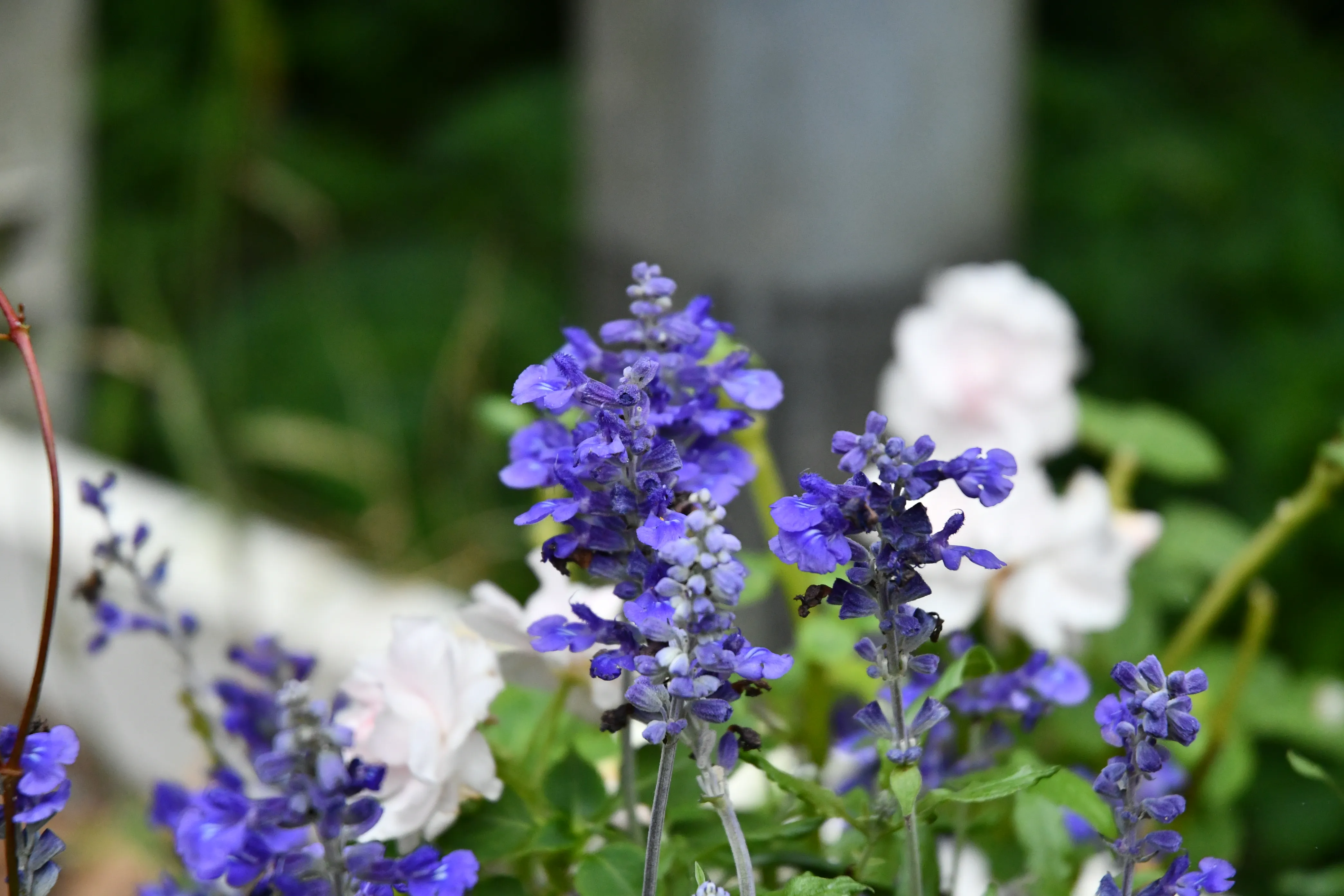 oiso