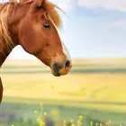 馬