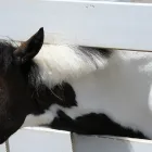 当クラブの特徴