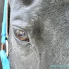 馬