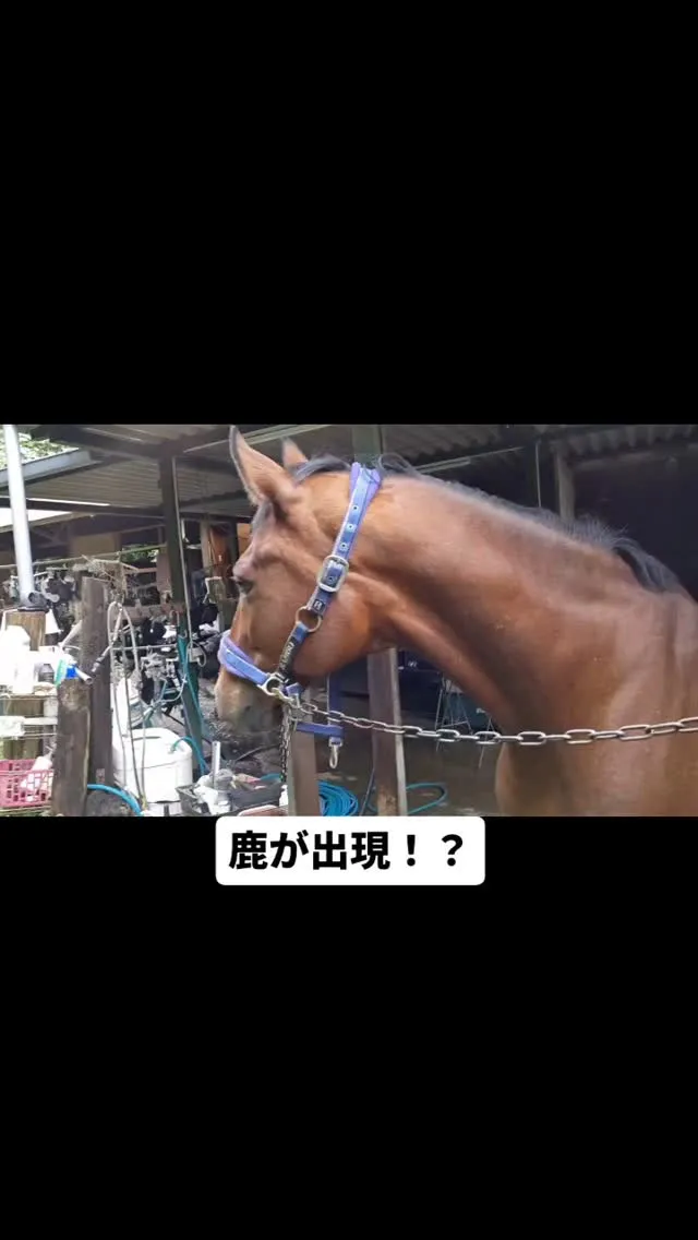🏇✨私たちの乗馬クラブに、🦌鹿が遊びに来ました！